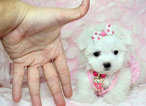Affectionate and Loving male and female maltese puppies for a new home