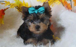 Affectionate male and female yorkie puppies